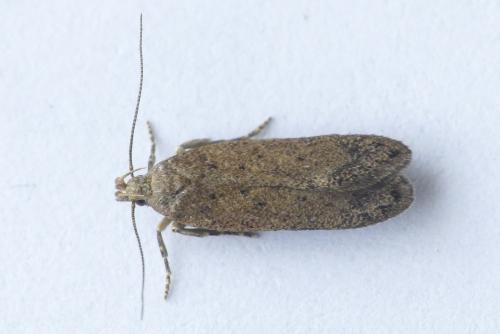 Bryotropha terrella
